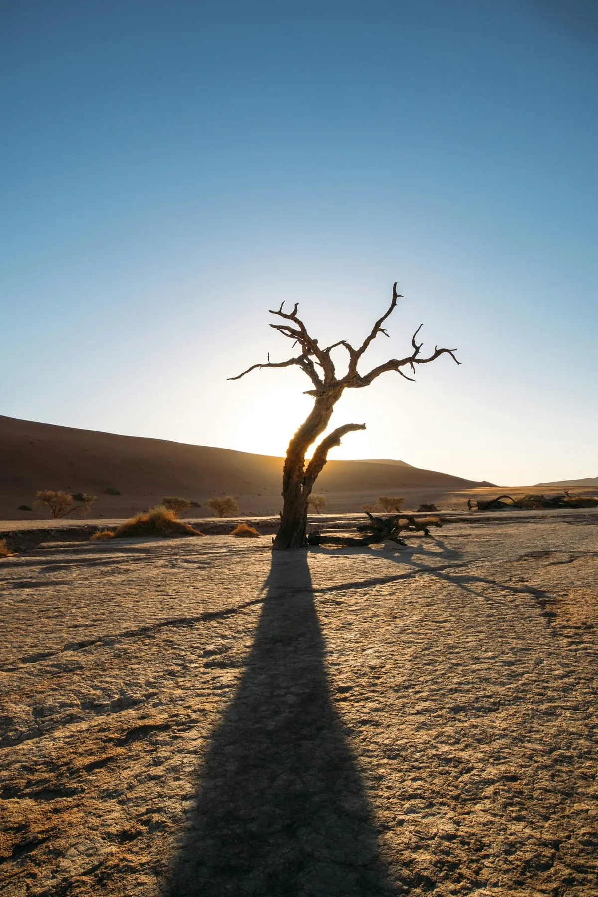 A lone tree in the desert at sunset